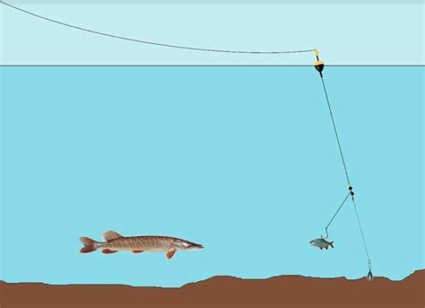 Ribolov štuke za početnike i srednje iskusne ribolovce