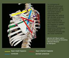 gabbia toracica sporgente istituto superiore di posturologia neuro mio fasciale aifimm gabbia toracica sporgente istituto superiore di posturologia neuro mio fasciale aifimm
