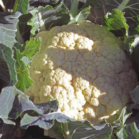 Cauliflower 'Neckar Pearl' (Brassica oleracea var. botrytis) seeds