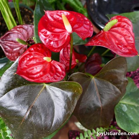 Anthurium Plant Care