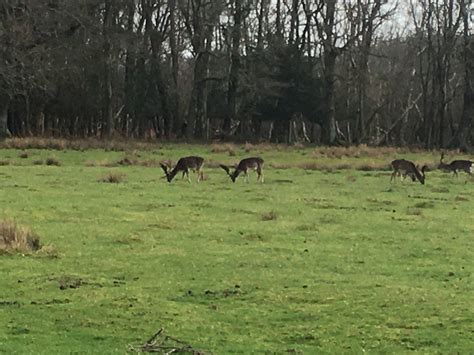 THE NEW FOREST INN (Lyndhurst) - Inn Reviews, Photos, Rate Comparison ...