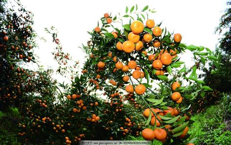 橘子树怎么种植？-绿宝园林网