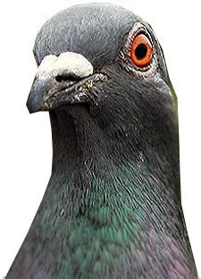 Image result for Pigeon Cipher Code