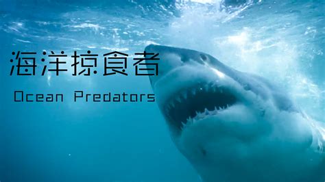 【国家地理】虎鲸vs大白鲨 1080P 中英双语字幕 Orca vs. Great White