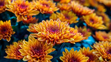 Picture Of Mums Flower | Best Flower Site