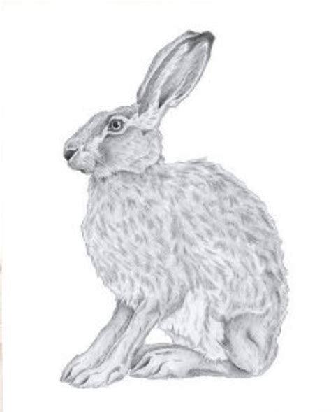 Image result for B-Rabbit Art