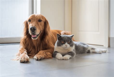 Pet Food from IAMS — Only the Highest Quality Ingredients