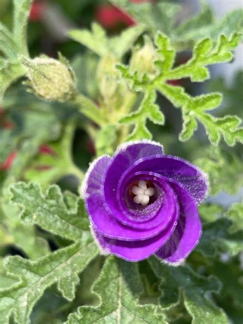 (Weekend Definition) Pulchritudinous: physically beautiful; comely : r ...