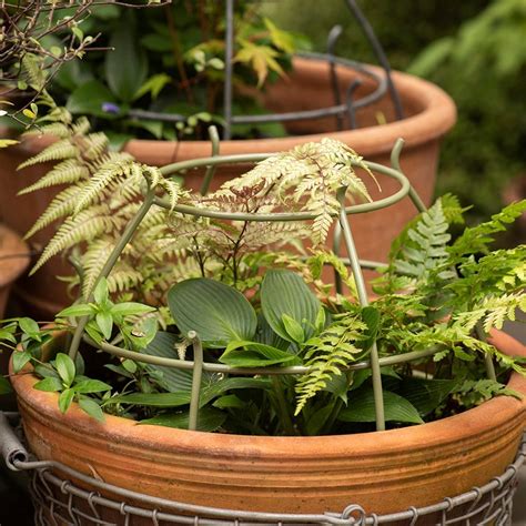 Buy Pot supports Crocus green - set of 2: Delivery by Waitrose Garden