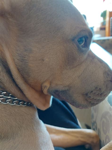 BOMBASTIC SIDE EYE : r/pitbulls