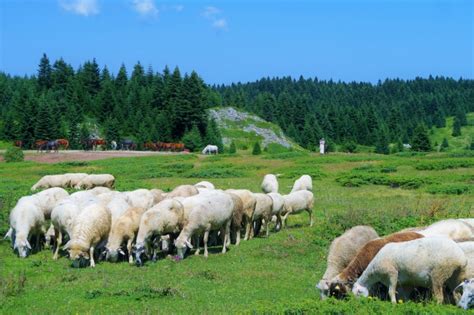羊场里的羊高清摄影大图-千库网