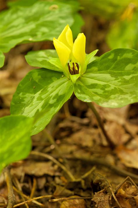 Forest Floor Plants