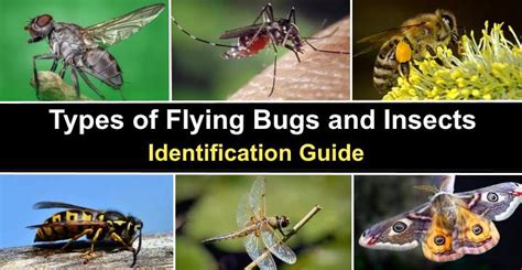 Flight Structures in Insects 的图像结果
