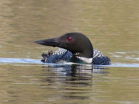 World’s oldest loon couple returns to Michigan’s Seney Wildlife Refuge ...