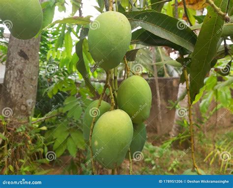 Mango Fruits Green Color Fruit Nature Agriculture Scenery Stock Photo ...