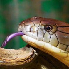 Karthikeyan Hemalatha, IndiaSpend.com | Scroll.in