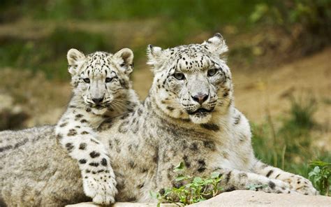Baby Snow Leopard Wallpapers - Wallpaper Cave