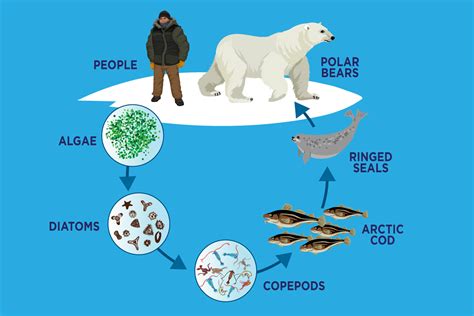 Arctic Ocean Food Chain