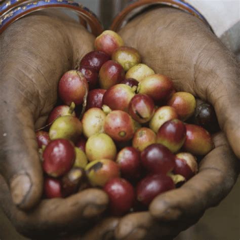 Image result for Java G