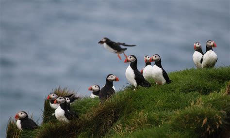 Puffin & Bird Watching | from Reykjavík's Old Harbour