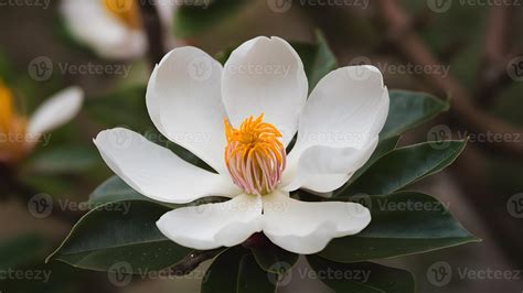 AI generated Close up image of white southern magnolia blossom ...