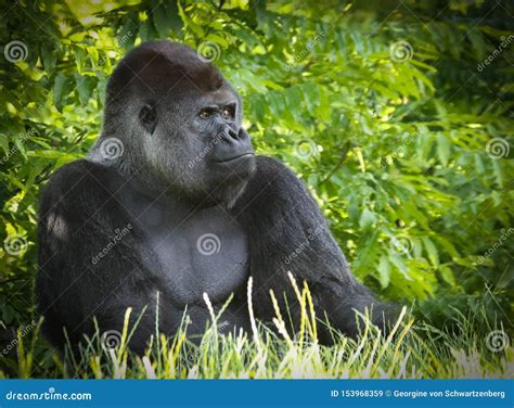 Gorillas are Ground-dwelling, Predominantly Herbivorous Apes Stock ...