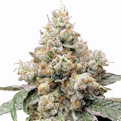 Image result for Alien OG Seeds