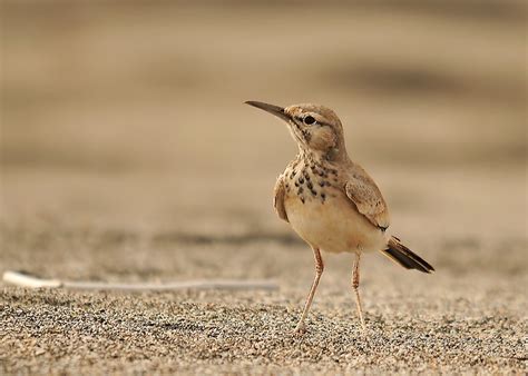 Greater Hoopoe-Lark (Cape Verde) - eBird