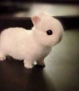 Image result for Super Cute Bunny Baby Being Born