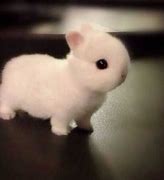 Image result for White Baby Bunny Wallpaper Cute