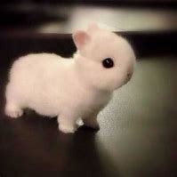Image result for Cute White Baby Bunny That Is Sitting