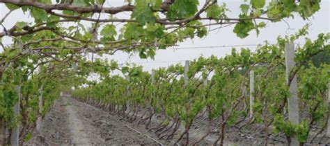 家庭如何種植盆栽葡萄 - 每日頭條