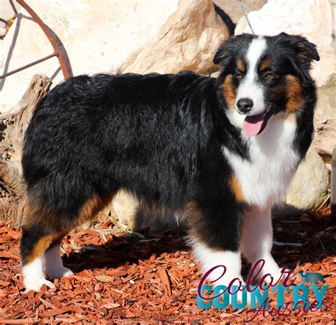 Keeper Black Tri Female | Color Country Aussies