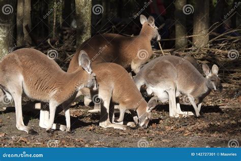 A Group of Kangaroos are Eating in the Sun Stock Image - Image of ...