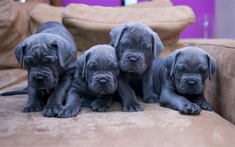 Blue Cane Corso Mastiff