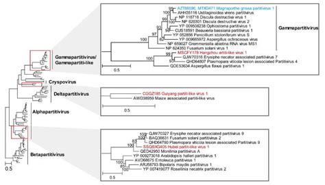 Novel RNA Viruses Discovered in Weeds in Rice Fields