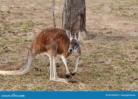 Red kangaroo in meadow stock image. Image of animal, hunted - 50158325