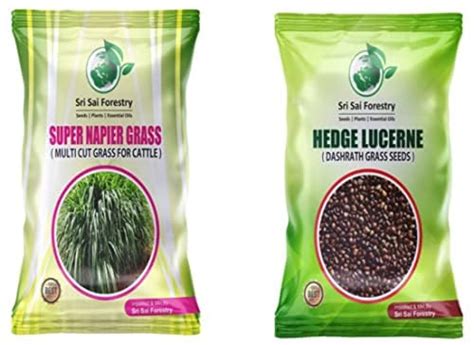 SRI SAI FORESTRY Hedge Lucerene Grass Seeds & Super Napier Grass Seeds ...