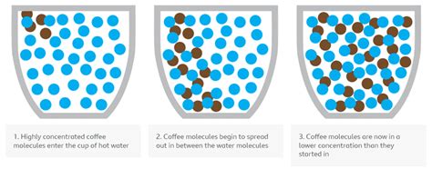 The Role of diffusion - Year 7 PDF Download