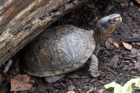Image result for Biggest Box Turtle