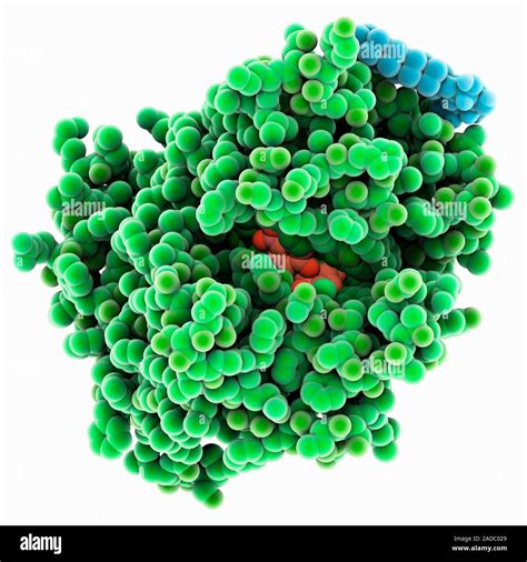 Lactose permease complex. Computer model showing the structure of lactose permease (green ...