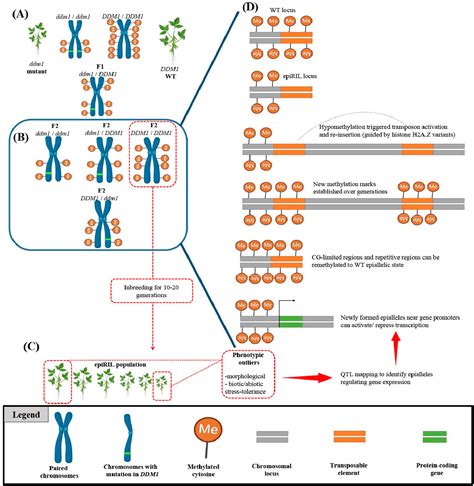 Figure 1 from Unveiling the Mysteries of Non-Mendelian Heredity in ...