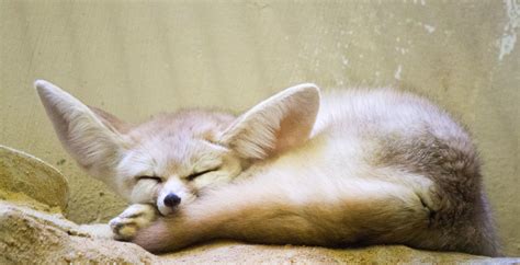 Fennec Fox Extinction 的图像结果