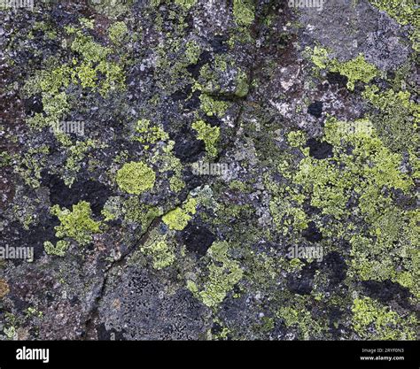 Pattern of green and black lichen moss on rock Stock Photo - Alamy