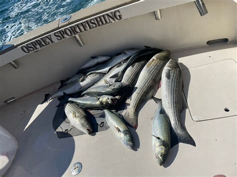 Osprey Sportfishing (Groton) - All You Need to Know BEFORE You Go