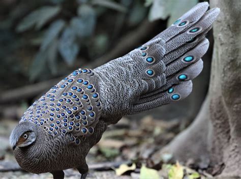 Gray Peacock-pheasant (Polyplectron bicalcaratum) — Coke Smith Wildlife