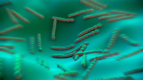 STREP 的图像结果