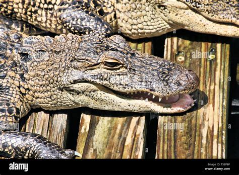 Image result for Florida Snake Hunt Python