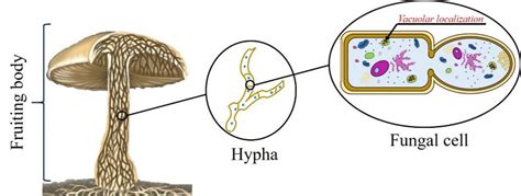 Mold Inspector 的图像结果