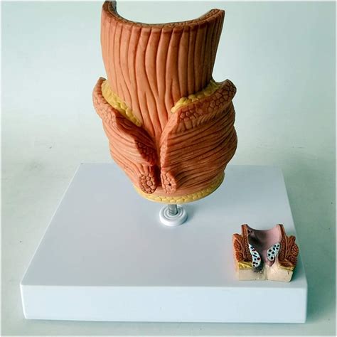 Buy Teaching model Rectal Model - Medical Teaching Internal Hemorrhoid ...